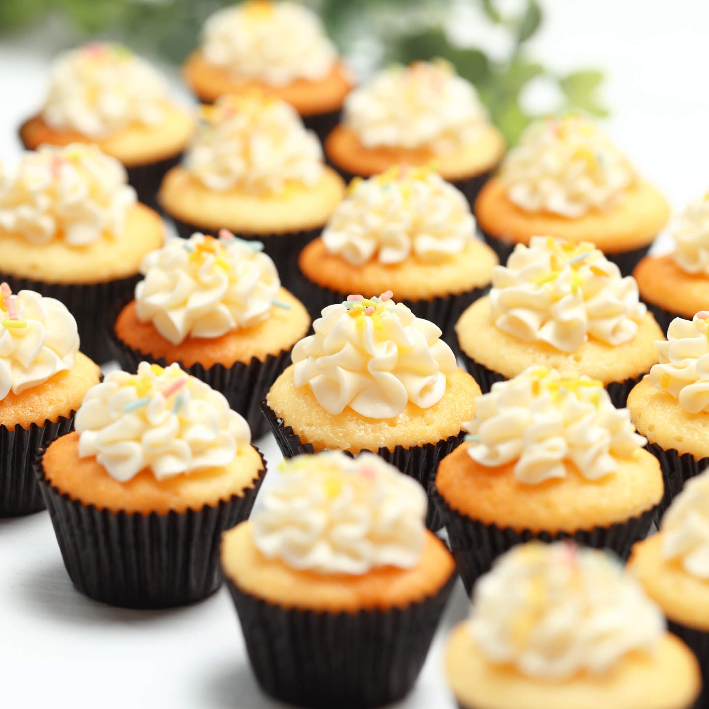 ミニバニラカップケーキ（24個）※3～4日以内順次発送